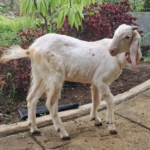 kambing_27