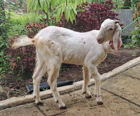 kambing_27