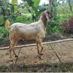 kambing_29